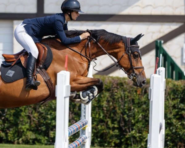 Springpferd Uranie du Tillard (Selle Français, 2008, von Baloubet du Rouet)