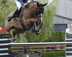 jumper Obama vd Wellington (Belgian Warmblood, 2014, from Echo van het Spieveld)