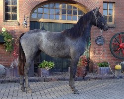 Pferd Cosa Rara (Hannoveraner, 2022, von Caytens)