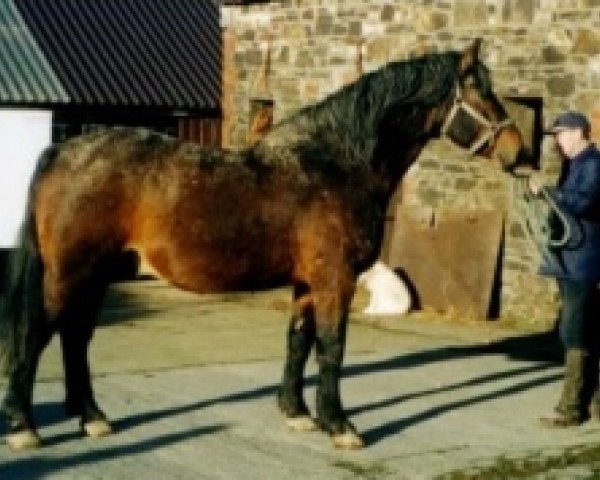 stallion Kildalton King (Irish Draft Horse, 1978, from King of Diamonds)
