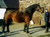 Deckhengst Kildalton King (Irish Draught Horse, 1978, von King of Diamonds)
