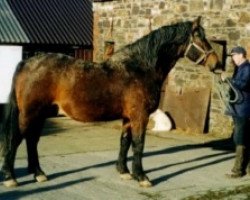 Deckhengst Kildalton King (Irish Draught Horse, 1978, von King of Diamonds)