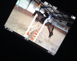 jumper Dorita (German Riding Pony, 2000, from Diskus)