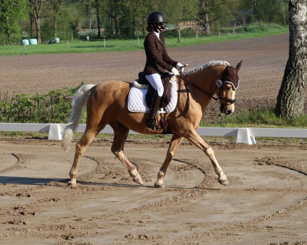 dressage horse Nurlan (German Riding Pony, 2009, from Nacromancer in the dark)