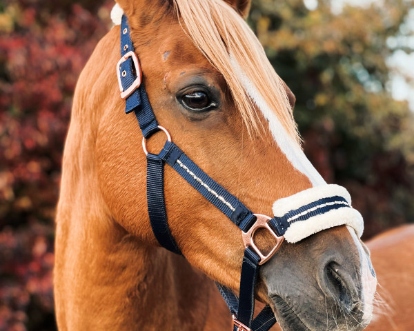 dressage horse Hugo Egon D (German Riding Pony, 2011, from Hot Cream 3)