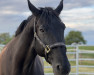 dressage horse Diabolo Suerte (Hanoverian, 2008, from Desperados FRH)