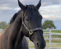 dressage horse Diabolo Suerte (Hanoverian, 2008, from Desperados FRH)