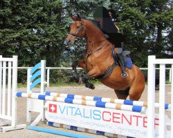 jumper Le Muscat CH (Swiss Warmblood, 2003)