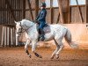 dressage horse Bar Cody (Appaloosa, 1998)