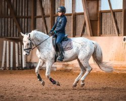 Dressurpferd Bar Cody (Appaloosa, 1998)