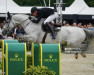 jumper Laurier (Belgian Warmblood, 2011, from Zirocco Blue)