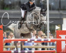 jumper Palousy van het Exelhof (Belgian Warmblood, 2015, from Cornet Obolensky)