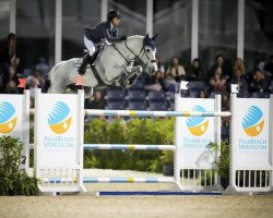 Zuchtstute Curious Friday (Schwedisches Warmblut, 2011, von VDL Cardento 933)