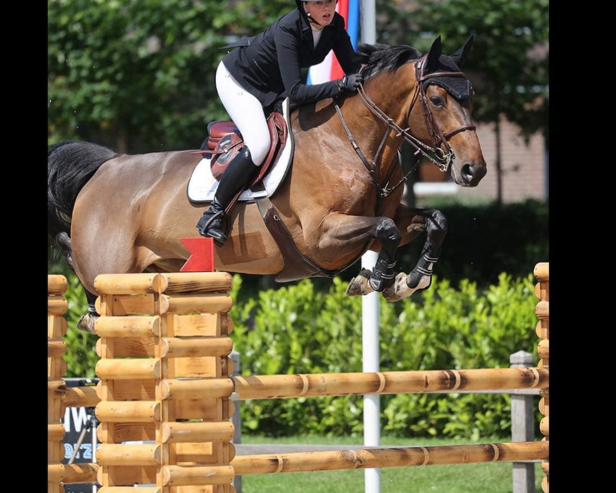 jumper Delphi M Z (Zangersheide riding horse, 2014, from Diamant de Semilly)