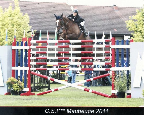 stallion Vandavid (KWPN (Royal Dutch Sporthorse), 2002, from Madison)