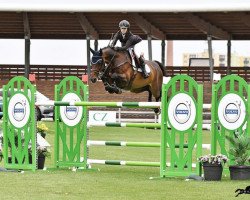 jumper Bravoure (KWPN (Royal Dutch Sporthorse), 2006, from Tolano van het Riethof)