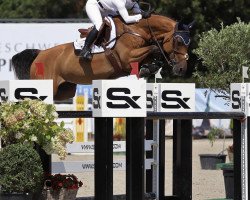 broodmare Celesta Z (Zangersheide riding horse, 2010, from Calvaro Z)