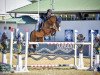 Springpferd Rmf Cinnamo (Schwedisches Warmblut, 2014, von Magic Park)