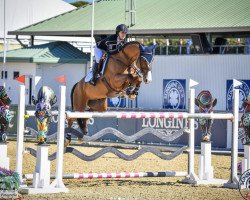 jumper Rmf Cinnamo (Swedish Warmblood, 2014, from Magic Park)