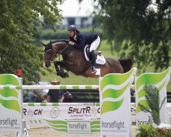 jumper Disco Superfly (Oldenburg show jumper, 2012, from Catoki)