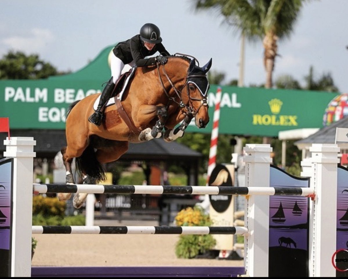 Springpferd Eccosse (Irish Sport Horse, 2008, von Berlin)