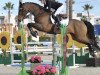 jumper Ecolano Vs Romano (KWPN (Royal Dutch Sporthorse), 2009, from Corland)