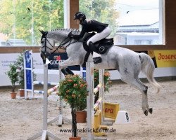 jumper Cora B (German Warmblood, 2012, from Cinsey)