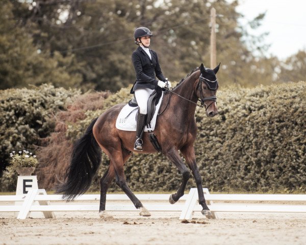 dressage horse Fian A (Westphalian, 2017, from Fürstenball)