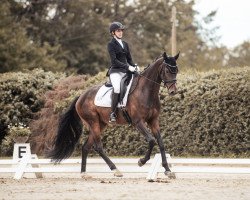 dressage horse Fian A (Westfale, 2017, from Fürstenball)