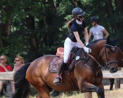 jumper Count On Me 22 (Oldenburg show jumper, 2017, from Coupie)