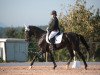 dressage horse Fürst Felino 5 (German Sport Horse, 2020, from Birkhof's Fair Game OLD)