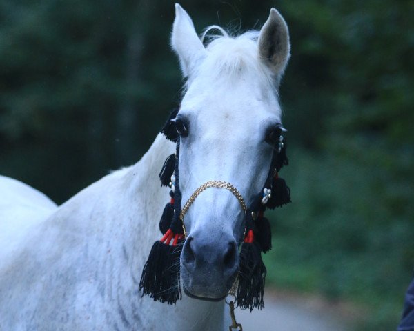 horse Memory (Arabian thoroughbred, 2007, from AH Valentino)