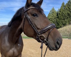 horse Noblesse du Rouet (Zangersheide riding horse, 2016, from Niagara d'Elle)