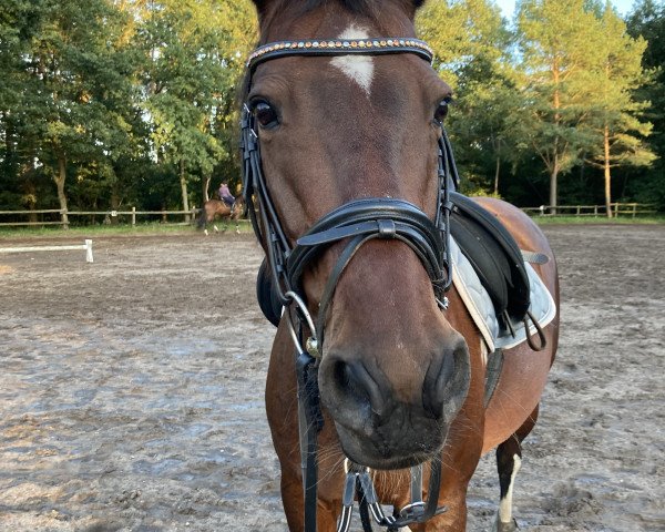 dressage horse Ajana Light (Pinto / Hunter, 2006, from nicht nachgewiesen)