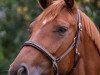 dressage horse Fortuna (Hanoverian, 2017, from Tannenhof's Fahrenheit)