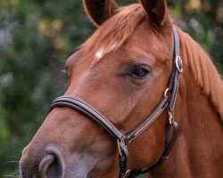 dressage horse Fortuna (Hanoverian, 2017, from Tannenhof's Fahrenheit)