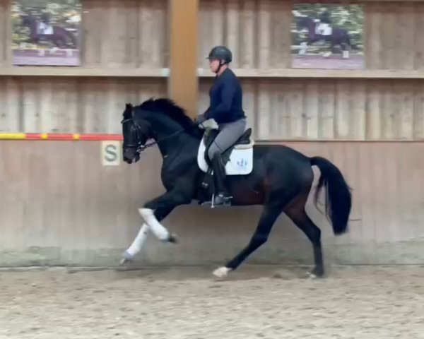 dressage horse Fynn K 3 (Oldenburg, 2018, from For Romance I)