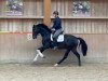 dressage horse Fynn K 3 (Oldenburg, 2018, from For Romance I)