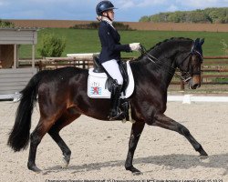 dressage horse Sundancer 36 (Oldenburg, 2008, from Sungold 2)