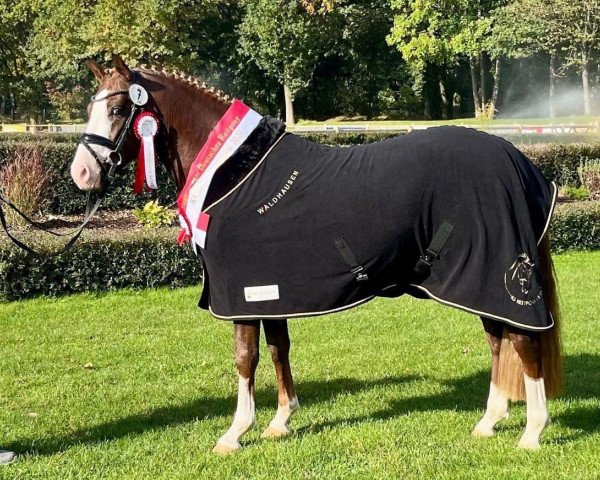 dressage horse New Blue Sky (German Riding Pony, 2020, from Fs Numero Uno)