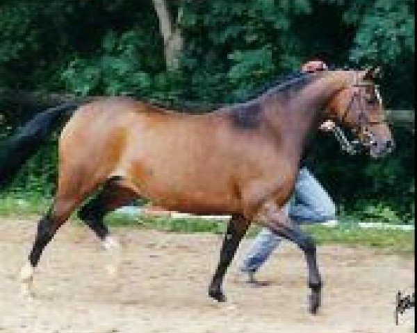 broodmare Kelts Golden Queen (German Riding Pony, 1993, from Jacobspeel's Rocky)