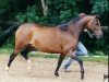 Zuchtstute Kelts Golden Queen (Deutsches Reitpony, 1993, von Jacobspeel's Rocky)