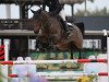 stallion Elle van't Ameldonk Z (Zangersheide riding horse, 2012, from Emerald van 't Ruytershof)