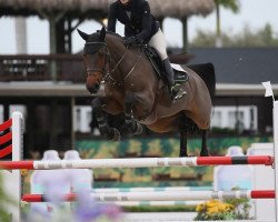 stallion Elle van't Ameldonk Z (Zangersheide riding horse, 2012, from Emerald van 't Ruytershof)