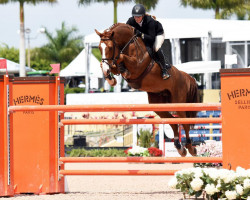 Springpferd Hit Me van T Zorgvliet (Belgisches Warmblut, 2007, von Flipper d'Elle)