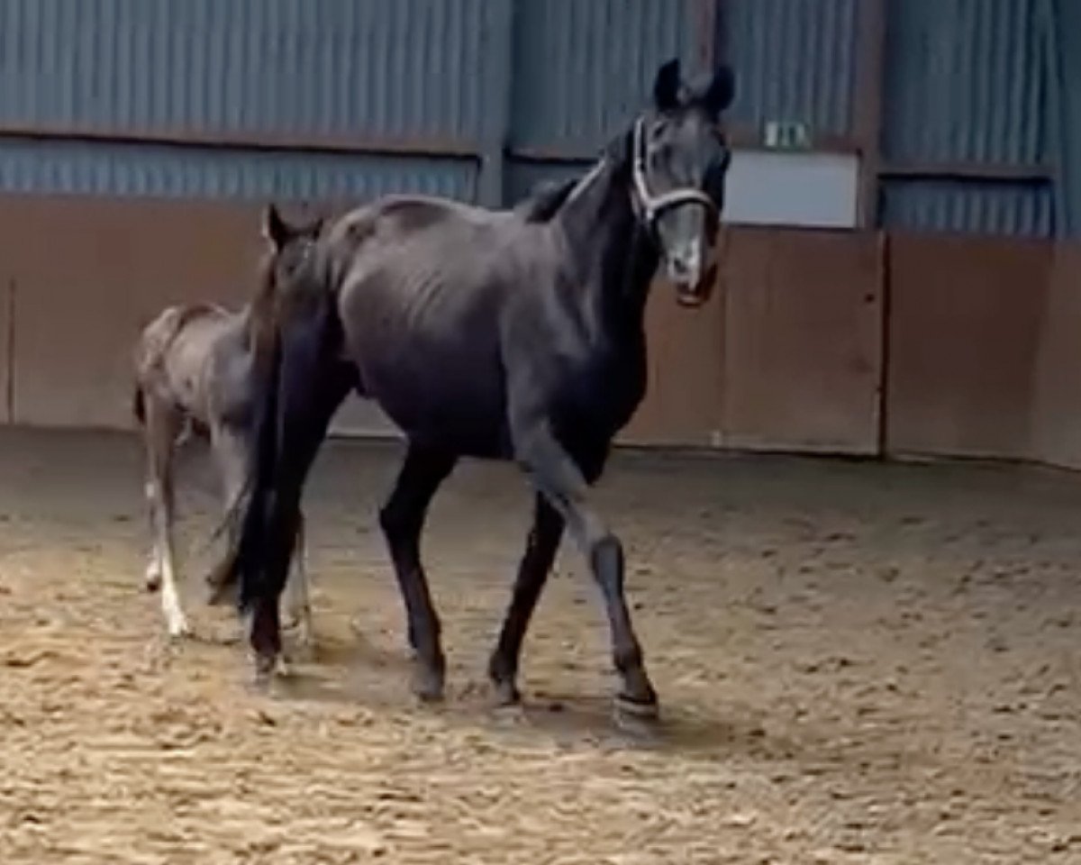 broodmare Darina (Westphalian, 2003, from Depardieu 11)
