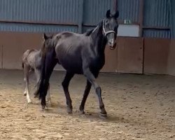 broodmare Darina (Westphalian, 2003, from Depardieu 11)