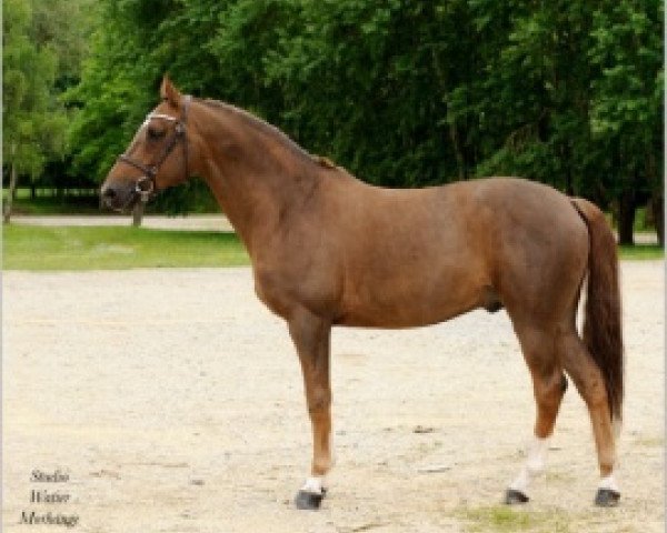 stallion Khan des Grez (Selle Français, 1998, from Cabdula du Tillard)