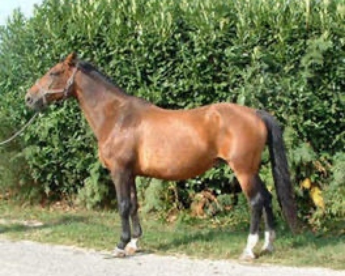 Zuchtstute Astree des Gres (Selle Français, 1988, von Elf III)