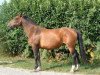 broodmare Astree des Gres (Selle Français, 1988, from Elf III)